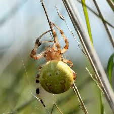 Attēlu rezultāti vaicājumam “Araneus quadratus female”