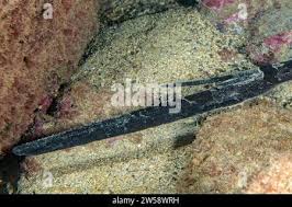 Image result for Bathytoshia centroura