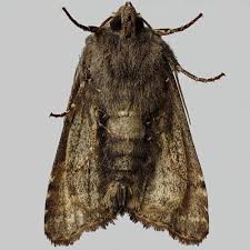 Attēlu rezultāti vaicājumam “Euplexia lucipara”