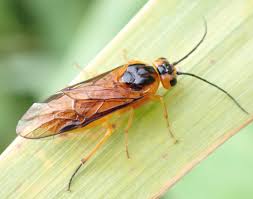 Attēlu rezultāti vaicājumam “Nematus salicis”