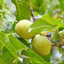 Attēlu rezultāti vaicājumam “Juglans regia”