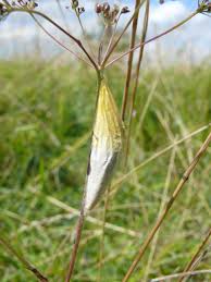 Attēlu rezultāti vaicājumam “Zygaena cocoon”