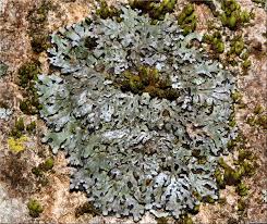 Attēlu rezultāti vaicājumam “Physconia distorta”