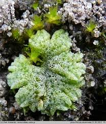 Attēlu rezultāti vaicājumam “Riccia cavernosa”