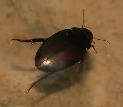 Attēlu rezultāti vaicājumam “Ilybius sp.”