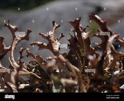 Attēlu rezultāti vaicājumam “Cetraria ericetorum”