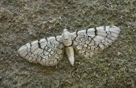 Attēlu rezultāti vaicājumam “Eupithecia venosata”