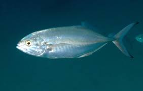 Image result for Caranx crysos