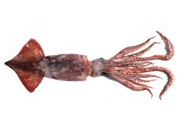 Image result for Dosidicus gigas