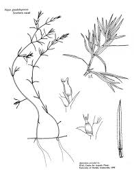 Attēlu rezultāti vaicājumam “Najas minor leaf”