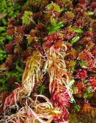 Attēlu rezultāti vaicājumam “Sphagnum magellanicum”