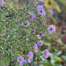 Image result for Aster