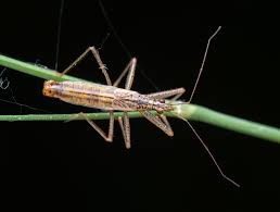 Attēlu rezultāti vaicājumam “Nabis limbatus”