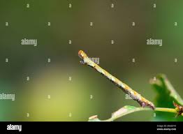 Attēlu rezultāti vaicājumam “Cyclophora albipunctata”