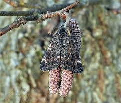 Attēlu rezultāti vaicājumam “Archiearis parthenias”