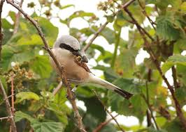 Attēlu rezultāti vaicājumam “Lanius collurio”