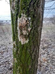 Attēlu rezultāti vaicājumam “Athelia arachnoidea”