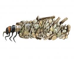 Attēlu rezultāti vaicājumam “Limnephilus larva”