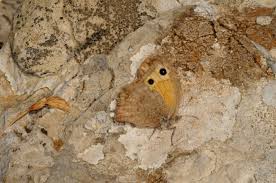 Attēlu rezultāti vaicājumam “Hyponephele lycaon female”