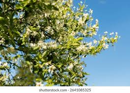 Attēlu rezultāti vaicājumam “Exochorda giraldii var. wilsonii”