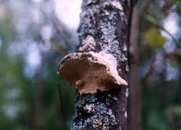 Attēlu rezultāti vaicājumam “Trametes suaveolens”