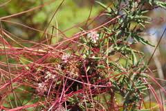 Attēlu rezultāti vaicājumam “Cuscuta epithymum subsp. trifolii”