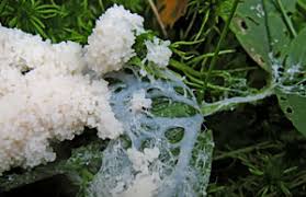 Attēlu rezultāti vaicājumam “Didymium spongiosum var. dictyospora”