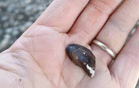 Attēlu rezultāti vaicājumam “Dreissena polymorpha”