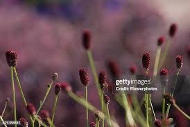 Attēlu rezultāti vaicājumam “Sanguisorba officinalis bud”