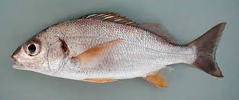 Image result for Pomadasys incisus