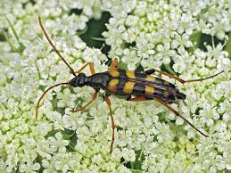 Attēlu rezultāti vaicājumam “Strangalia attenuata”