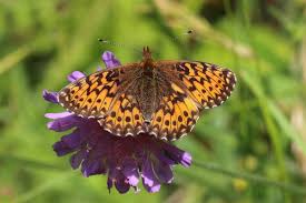 Attēlu rezultāti vaicājumam “Boloria titania”