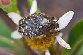 Attēlu rezultāti vaicājumam “Oxythyrea funesta imago”