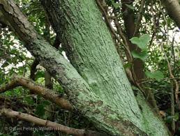 Attēlu rezultāti vaicājumam “Lepraria incana”