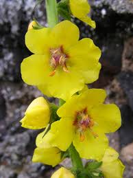 Attēlu rezultāti vaicājumam “Brachypodium sylvaticum flower”