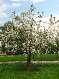 Attēlu rezultāti vaicājumam “Malus domestica flower”