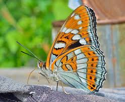 Attēlu rezultāti vaicājumam “Limenitis populi”