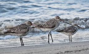 Image result for Calidris tenuirostris