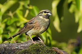 Image result for Emberiza cirlus