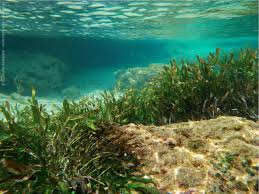 Image result for Diplodus capensis