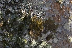 Attēlu rezultāti vaicājumam “Tuckermannopsis chlorophylla”