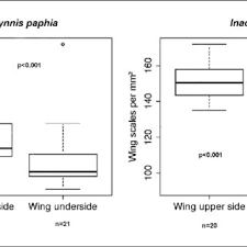 Attēlu rezultāti vaicājumam “Inachis io upperside”