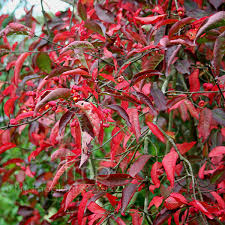 Attēlu rezultāti vaicājumam “Euonymus europaeus”