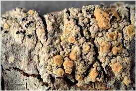 Attēlu rezultāti vaicājumam “Cliostomum corrugatum”