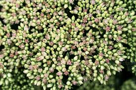 Attēlu rezultāti vaicājumam “Hylotelephium telephium bud”