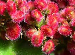 Attēlu rezultāti vaicājumam “Rhus typhina flower”