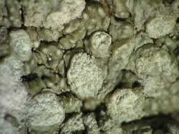 Attēlu rezultāti vaicājumam “Pertusaria flavida”