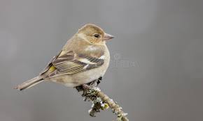 Attēlu rezultāti vaicājumam “Fringilla coelebs”