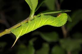 Attēlu rezultāti vaicājumam “Sphinx ligustri”