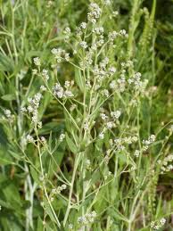 Attēlu rezultāti vaicājumam “Lepidium latifolium”